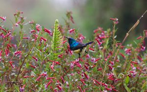 Preview wallpaper sunbird, bird, flowers, bush