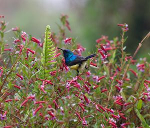 Preview wallpaper sunbird, bird, flowers, bush