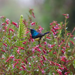 Preview wallpaper sunbird, bird, flowers, bush