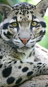 Preview wallpaper sundanese clouded leopard, face, big cat, carnivore, spotted