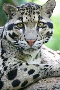 Preview wallpaper sundanese clouded leopard, face, big cat, carnivore, spotted