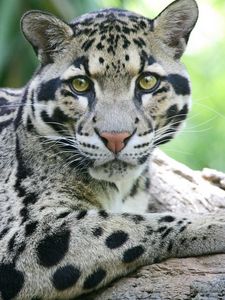 Preview wallpaper sundanese clouded leopard, face, big cat, carnivore, spotted