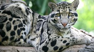 Preview wallpaper sundanese clouded leopard, face, big cat, carnivore, spotted