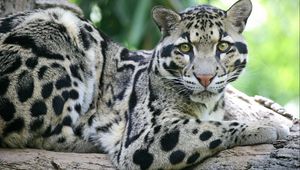 Preview wallpaper sundanese clouded leopard, face, big cat, carnivore, spotted