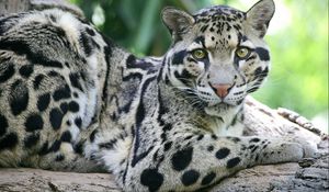 Preview wallpaper sundanese clouded leopard, face, big cat, carnivore, spotted