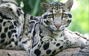 Preview wallpaper sundanese clouded leopard, face, big cat, carnivore, spotted