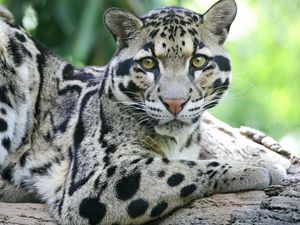 Preview wallpaper sundanese clouded leopard, face, big cat, carnivore, spotted