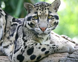 Preview wallpaper sundanese clouded leopard, face, big cat, carnivore, spotted