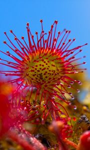 Preview wallpaper sundew, plant, close-up
