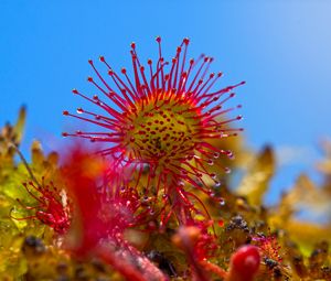 Preview wallpaper sundew, plant, close-up
