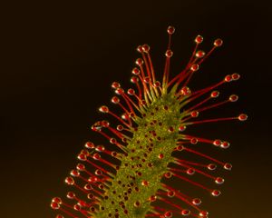 Preview wallpaper sundew, plant, macro, predator