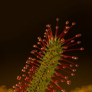 Preview wallpaper sundew, plant, macro, predator