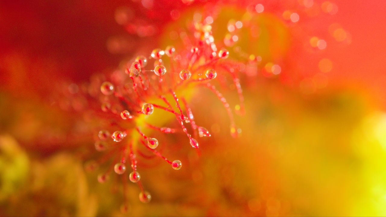 Wallpaper sundew, stamens, drops, macro