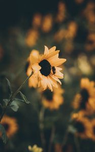 Preview wallpaper sunflower, bee, flower, petals, yellow