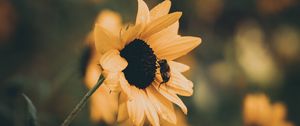 Preview wallpaper sunflower, bee, flower, petals, yellow