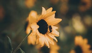 Preview wallpaper sunflower, bee, flower, petals, yellow