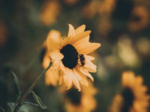 Preview wallpaper sunflower, bee, flower, petals, yellow