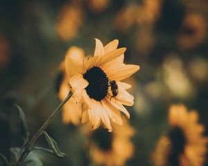 Preview wallpaper sunflower, bee, flower, petals, yellow