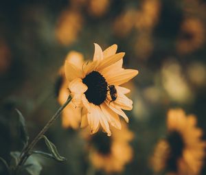 Preview wallpaper sunflower, bee, flower, petals, yellow