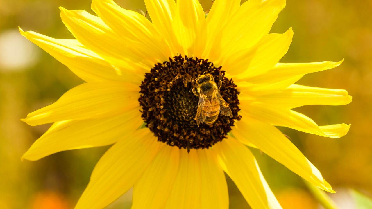 Wallpaper sunflower, bee, flower, petals, macro, yellow