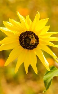 Preview wallpaper sunflower, bee, flower, petals, macro, yellow