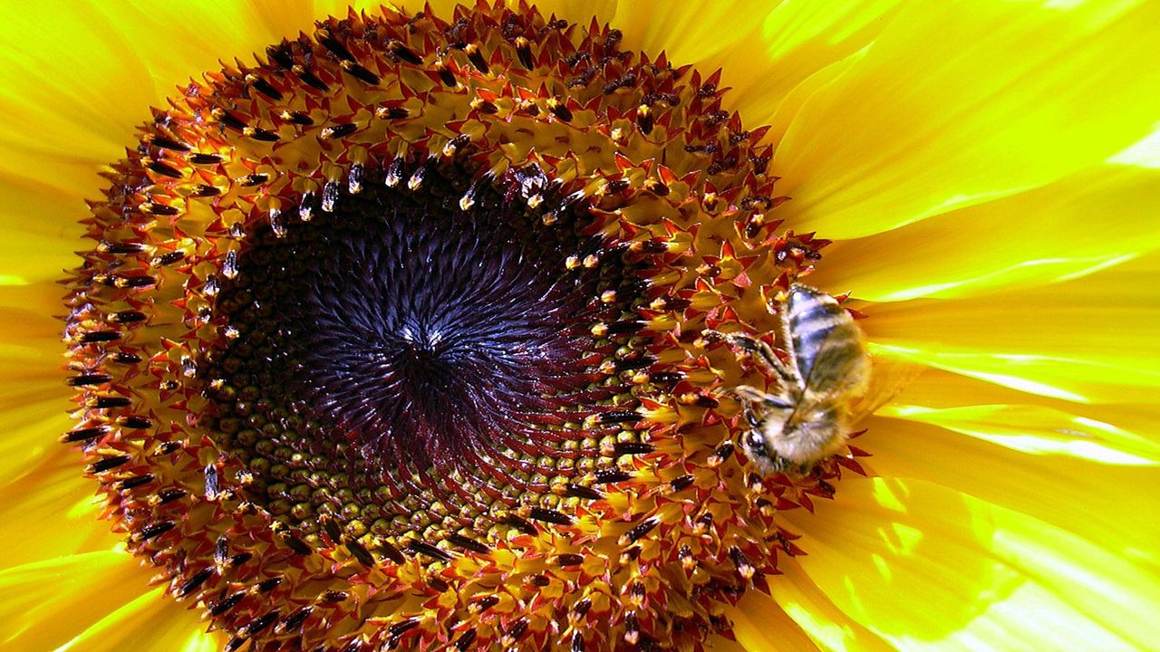 Wallpaper sunflower, bee, pollination, yellow