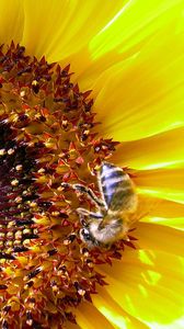 Preview wallpaper sunflower, bee, pollination, yellow