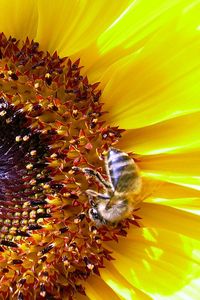 Preview wallpaper sunflower, bee, pollination, yellow