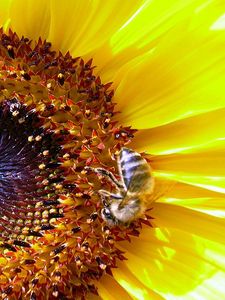 Preview wallpaper sunflower, bee, pollination, yellow