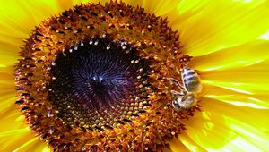 Preview wallpaper sunflower, bee, pollination, yellow