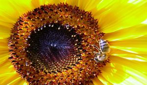 Preview wallpaper sunflower, bee, pollination, yellow