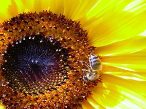 Preview wallpaper sunflower, bee, pollination, yellow