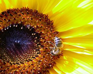 Preview wallpaper sunflower, bee, pollination, yellow