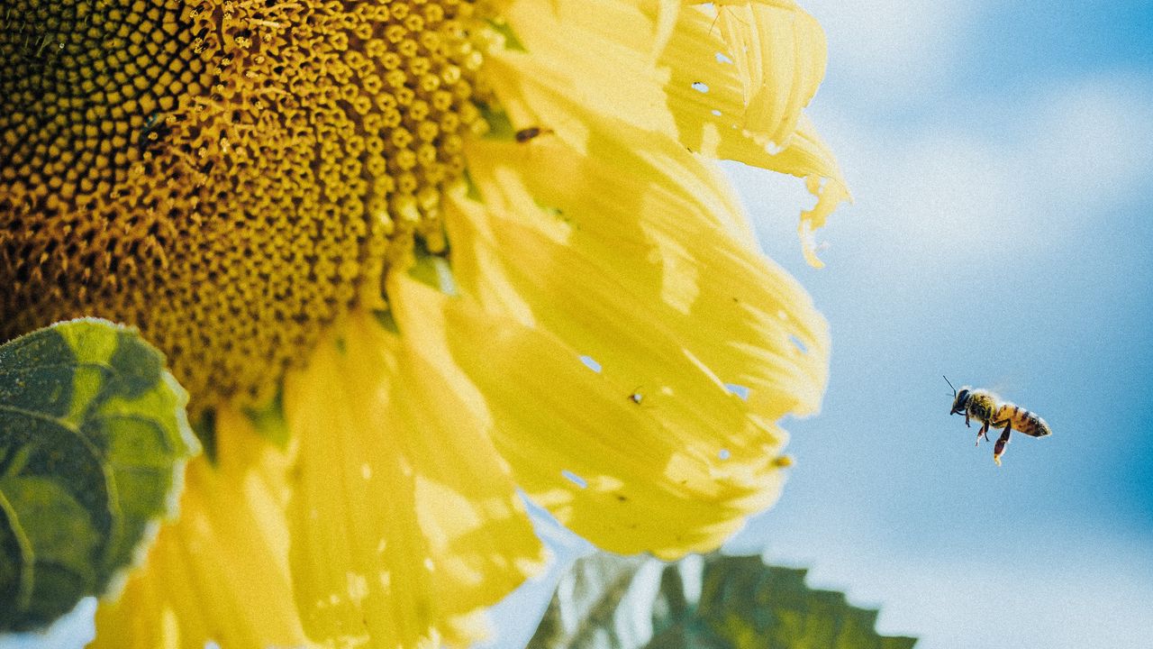 Wallpaper sunflower, bees, flower, petals, macro