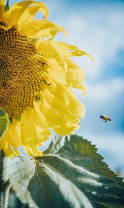 Preview wallpaper sunflower, bees, flower, petals, macro