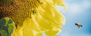 Preview wallpaper sunflower, bees, flower, petals, macro