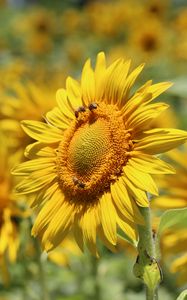 Preview wallpaper sunflower, bees, pollination, yellow, blur