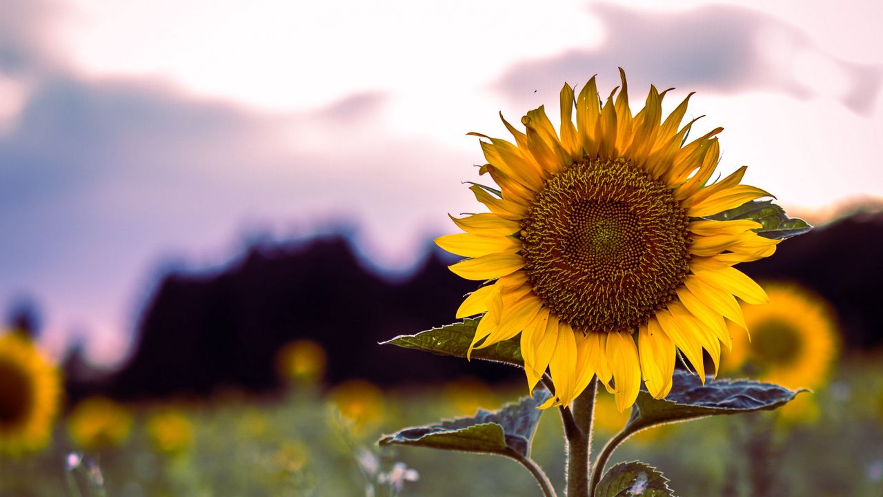 Wallpaper sunflower, bloom, field, grass