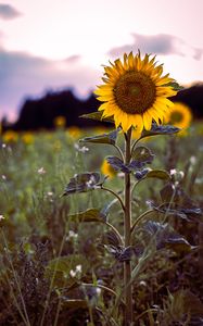 Preview wallpaper sunflower, bloom, field, grass