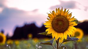 Preview wallpaper sunflower, bloom, field, grass