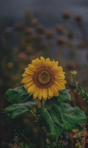 Preview wallpaper sunflower, bloom, petals, flower