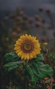 Preview wallpaper sunflower, bloom, petals, flower