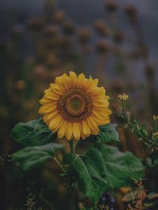 Preview wallpaper sunflower, bloom, petals, flower