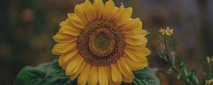 Preview wallpaper sunflower, bloom, petals, flower