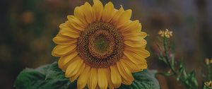 Preview wallpaper sunflower, bloom, petals, flower