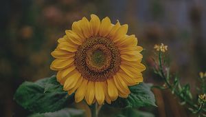 Preview wallpaper sunflower, bloom, petals, flower