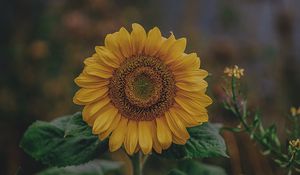 Preview wallpaper sunflower, bloom, petals, flower