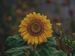 Preview wallpaper sunflower, bloom, petals, flower