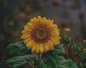 Preview wallpaper sunflower, bloom, petals, flower