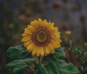 Preview wallpaper sunflower, bloom, petals, flower